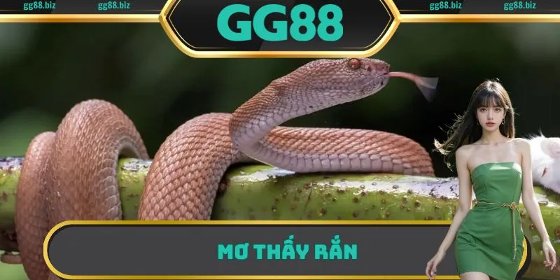 mơ thấy rắn